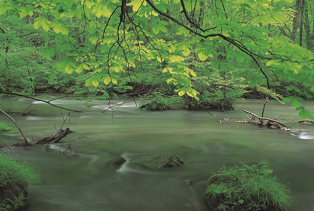 奥入瀬渓流と十和田湖の優しい自然に癒される旅