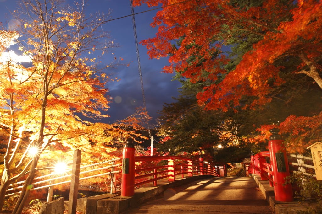 夜の紅葉絶景『中野もみじ山』ライトアップ鑑賞コース image2